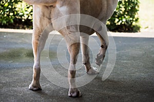 cream dog raise its injured front right leg during walking