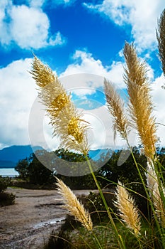 Cream, fluffy, iconic heads of toi toi grass against a bright blue sky with fluffy white clouds