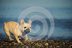 Cream French Bulldog playing with toy