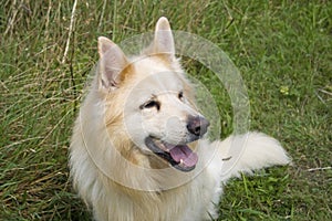 Cream German Shepherd Dog