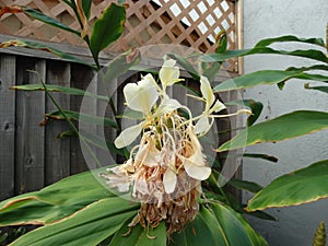 Cream ginger, Yellow ginger, Hedychium flacescens