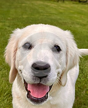 Cream golden retriever puppy