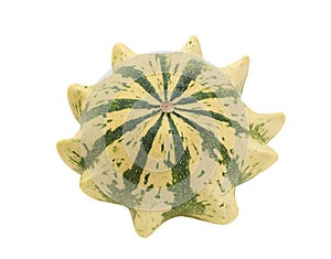 Cream and green striped ornamental gourd, Crown of Thorns