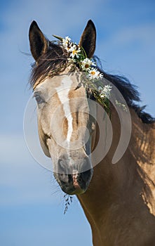 Cream horse with the flower wreath