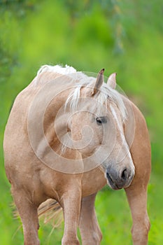 Cream horse outdoor