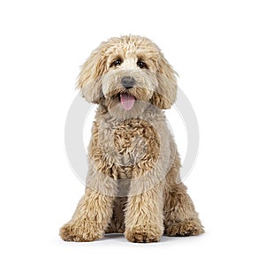 Cream Labradoodle on white baxkground