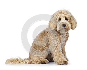 Cream Labradoodle on white baxkground