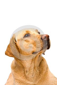 Cream labrador retriever