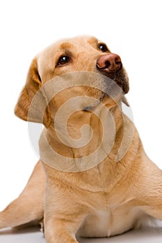 Cream labrador retriever