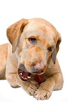 Cream labrador retriever