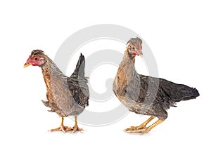 cream legbar chicken