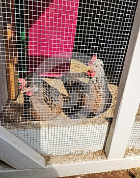 Cream Legbar Chickens touristic rustic farm chicken coop. Country Life. photo