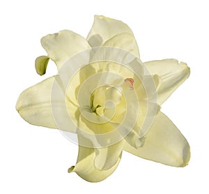 Cream lily flower