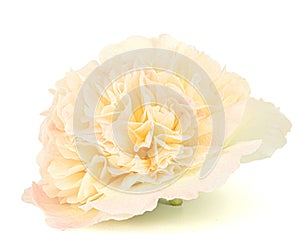 Cream mallow flower isolated on white background