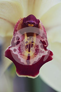 Cream Orchid with Deep Red Stamen