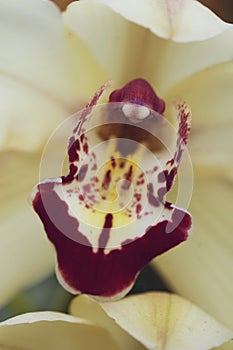 Cream Orchid with Deep Red Stamen