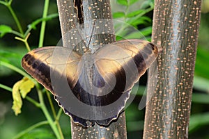 Cream Owl Butterfly