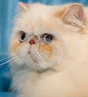 Cream persian cat with big white whiskers