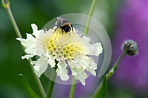 Cream pincushions scabiosa ochroleuca