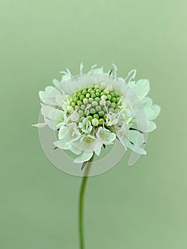 Cream pincushions (Scabiosa ochroleuca)