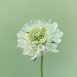 Cream pincushions (Scabiosa ochroleuca)