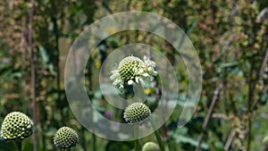 Cream Pincushions or Scabious, Scabiosa Ochroleuca, flower and buds close-up, selective focus, shallow DOF