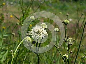 Cream Pincushions or Scabious, Scabiosa Ochroleuca, flower close-up, selective focus, shallow DOF