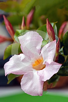 cream pink flower mandevilla rock trumpet close up