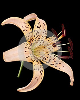 Cream-pink lily flower, isolated on black background