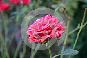 Cream pink rose flower bud close-up. Back green background with blurred leaves