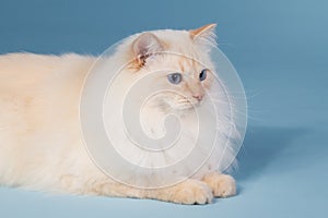 Cream point ragdoll on blue