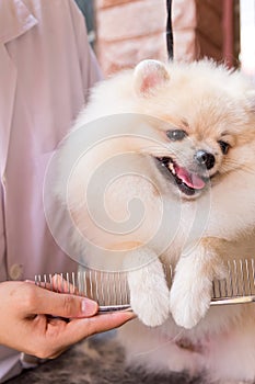 Cream pomeranian