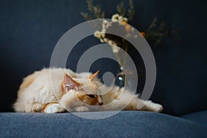 Cream ragdoll cat sleep on sofa, with beautiful flowers, blue background