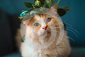 Cream ragdoll cute cat wear green leaves garland blue and yellow color