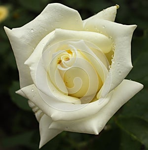 Cream rose - close-up