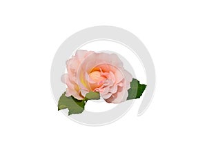Cream rose flower isolated on white background.