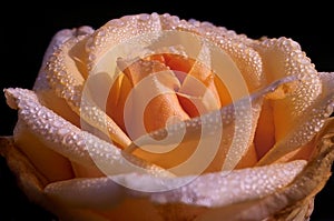 Cream rose with water drops