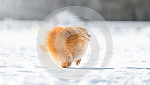cream sable orange pomeranian spitz dog running in the snow