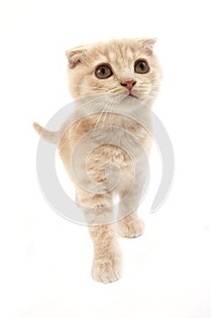 Cream Scottish Fold Domestic Cat, 2 months old Kitten standing against White Background
