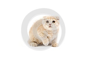 Cream Scottish Fold Domestic Cat, 2 Months Old Kitten against White Background photo