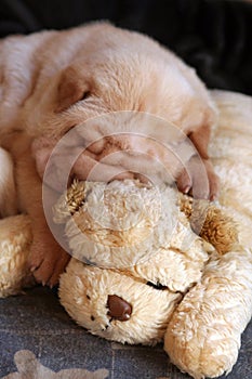 Cream sharpei puppy sleeping