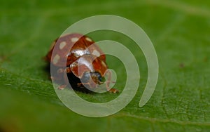 Cream-spot ladybird (Calvia 14-guttata)