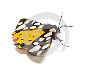 Cream-spot tiger moth, Arctia villica, Erebidae family, isolated on white photo