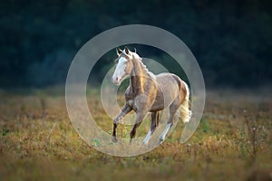 Cream stallion run gallop