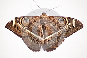 Cream-Striped Owl Moth Cyligramma latona 8683