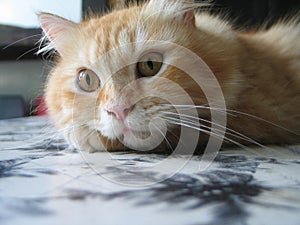 A Cream Tabby Cat Looking Left