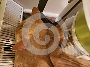 Cream Tabby Cat Reflected in a Shiny Pan