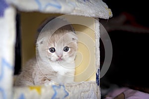 Cream Tabby kitten sitting in toy house. Cute pet look camera. Orange cat with black background. ginger cat with copy space