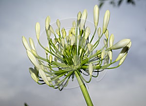Cream / White Agapanthus Buds - Lily of the Nile or African Lily