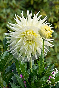 Cream White Dahlia with Dew